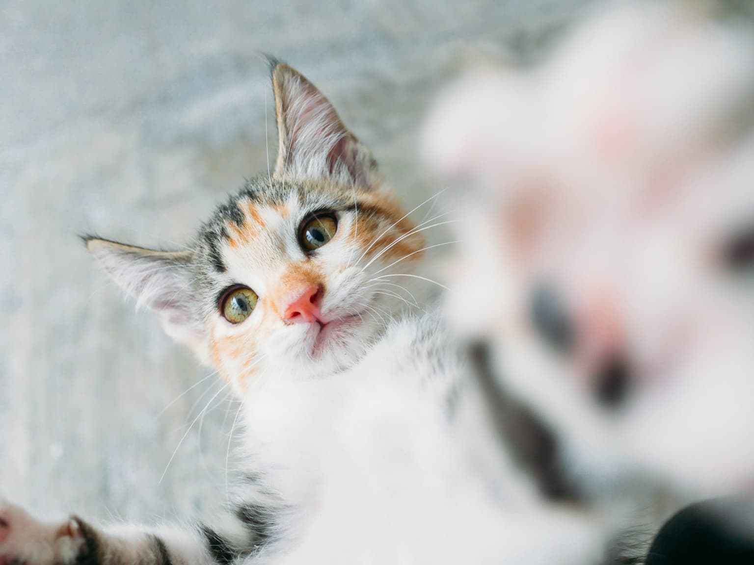 Pet Odor & Stain Removal in Conroe, TX